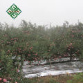 fournisseur de porcelaine de pommes hanfu frais pomme de hanfu délicieux